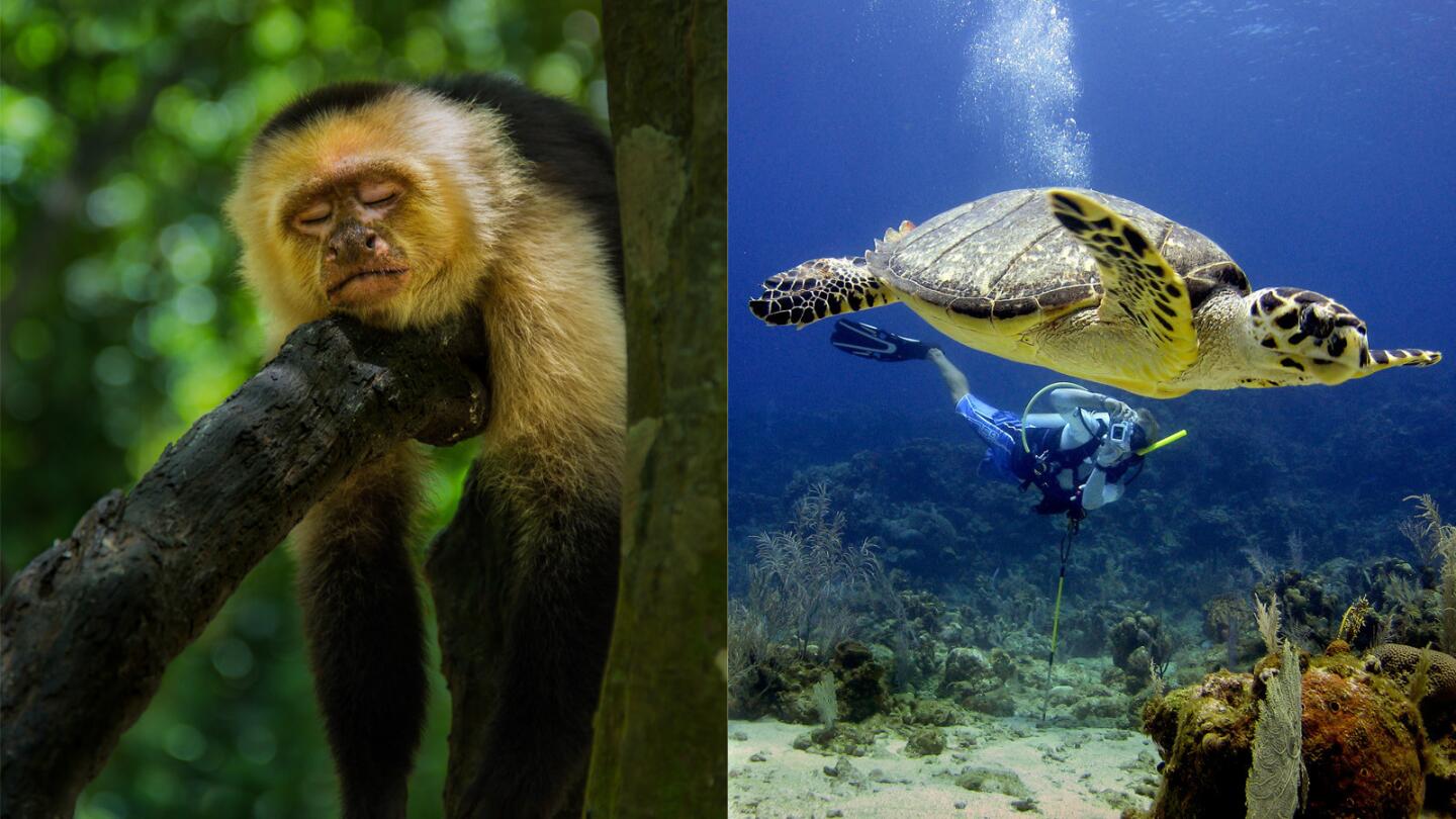 A capuchin monkey, left, snoozes on a limb in a tree in Gumbalimba Park, Roatan, Honduras, Central America. A diver, right, photographs a hawksbill sea turtle, abundant in these waters.