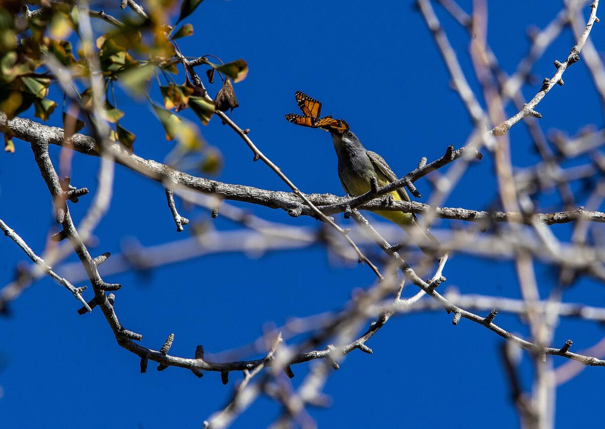 A photograph of a Cassin's Kingbird attempting to eat a Monarch butterfly -- before spitting it out.