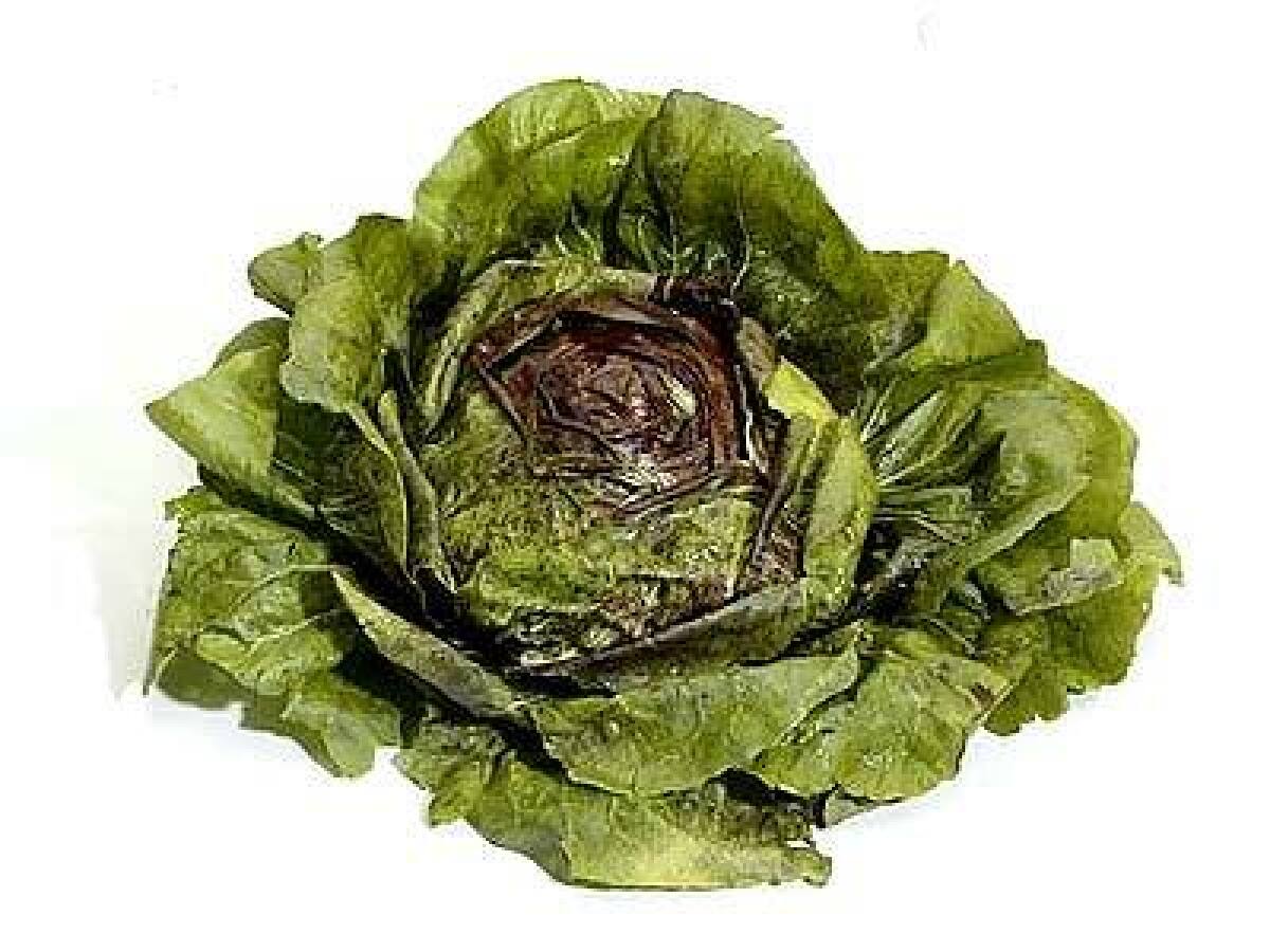 Is it a head of lettuce or a large cabbage rose? Radicchio, part of the chicory family, has a nice, faintly bitter bite and a complex herbal flavor. This is the time of year in which unusual lettuces and their endive and chicory cousins come into their own.