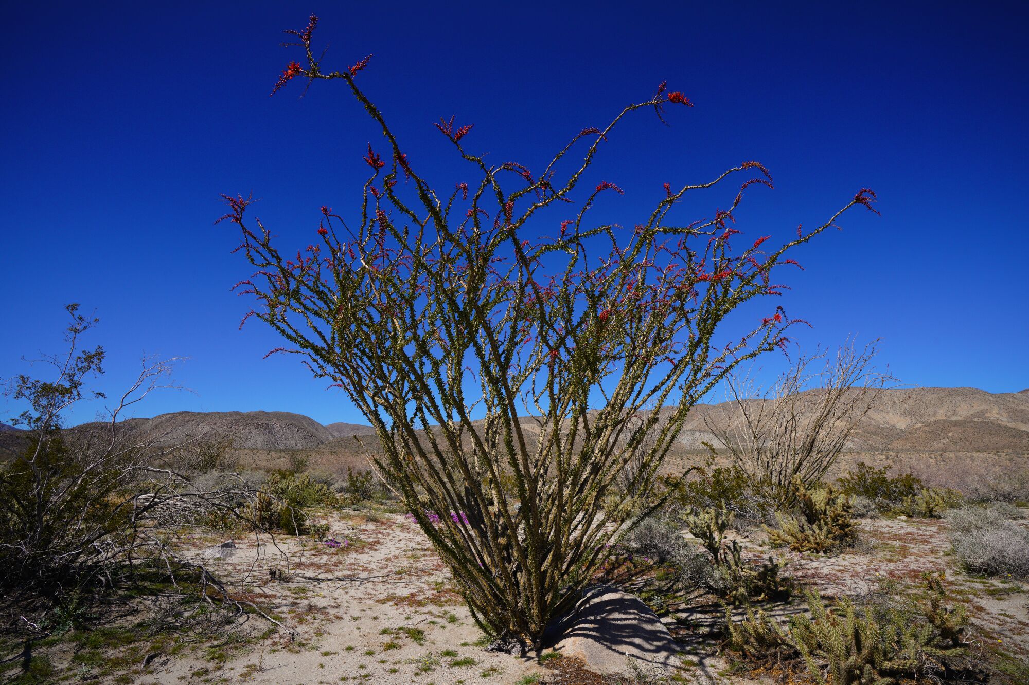 Ocotillo avec ses bourgeons rouges près de leur période de floraison à Anza-Borrego Desert State Park le 7 mars.