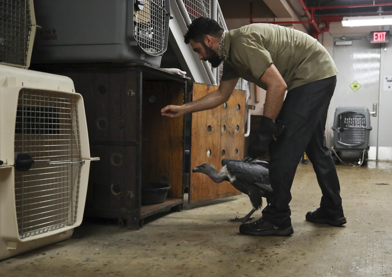 Zookeeper Ryan Martinez leads an Indian white-rumped vulture into a crate as animals are moved into a shelter at the Zoo Miami in preparation for Hurricane Irma on Sept. 9, 2017, in Miami.
