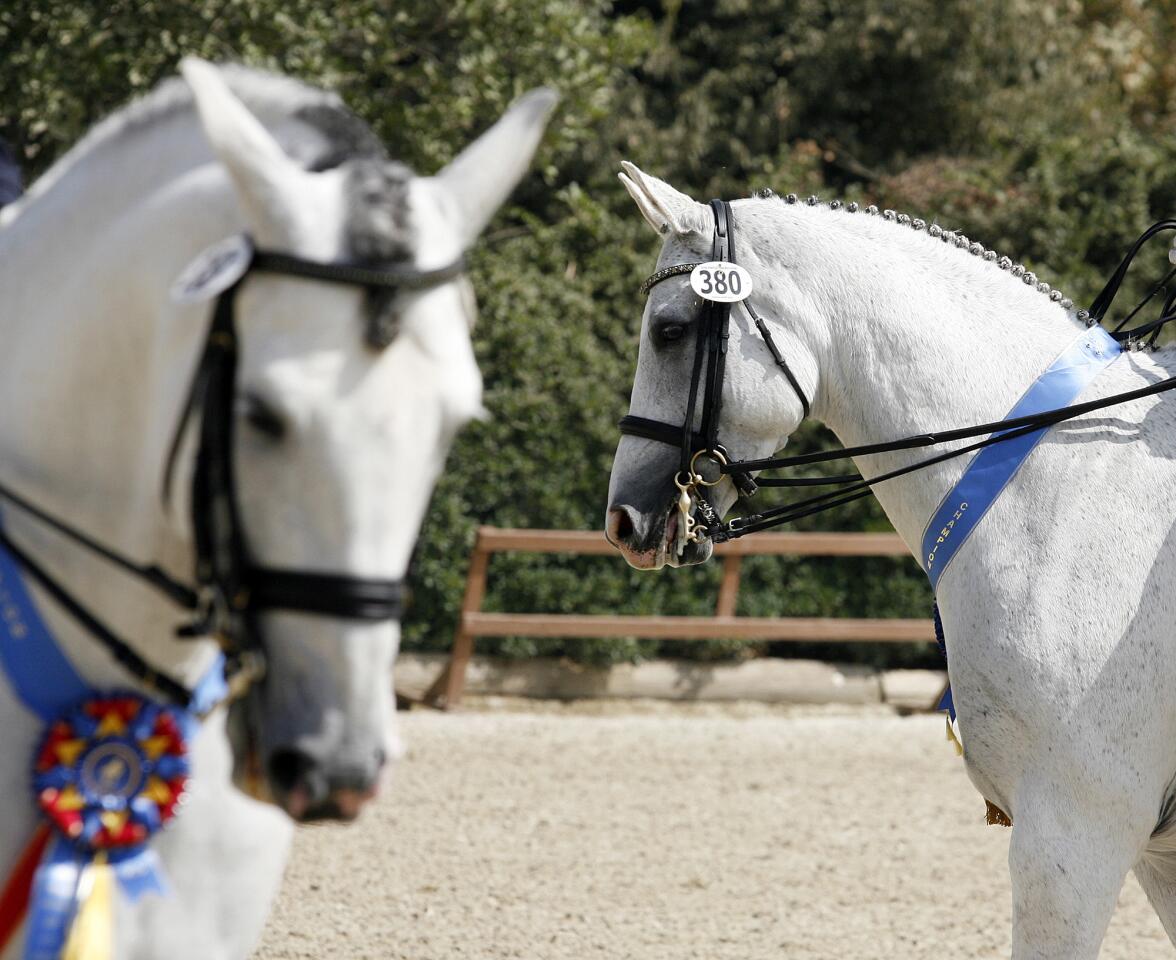 California Dressage Society's Annual Championship Dressage Show