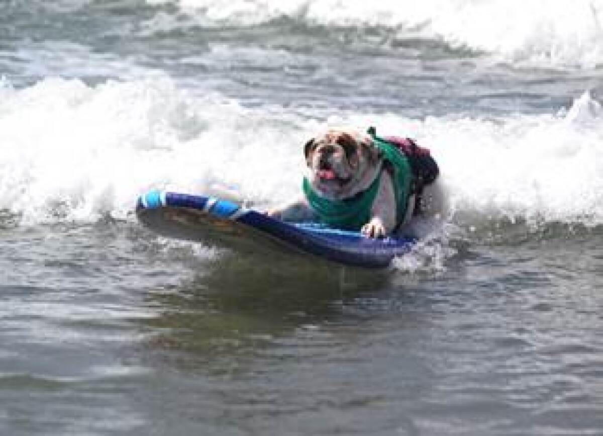 A former Surf Dog Surf-a-Thon competitor.