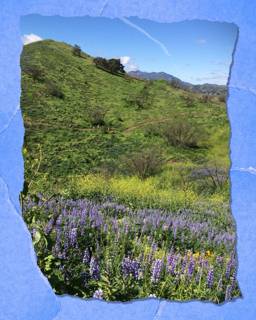 A green rolling hillside with purple flowers in the foreground and blue sky in the background.