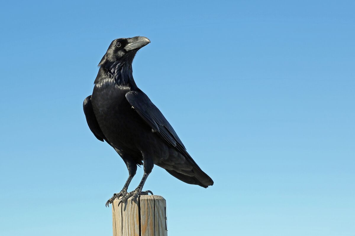 Local resident John C. Weil shares a remarkable and unscientific story of how he was saved by two crows in La Jolla.