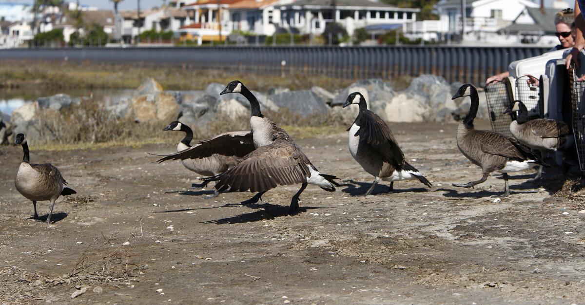 Eleven local Canada geese are released on Thursday morning at Brookhurst Marsh in Huntington Beach.