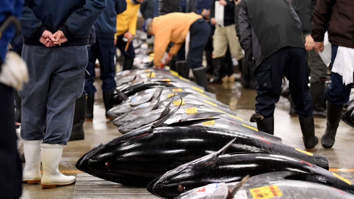 The bluefin auction at Tokyo's Tsukiji fish market, where tuna is still a hot commodity.