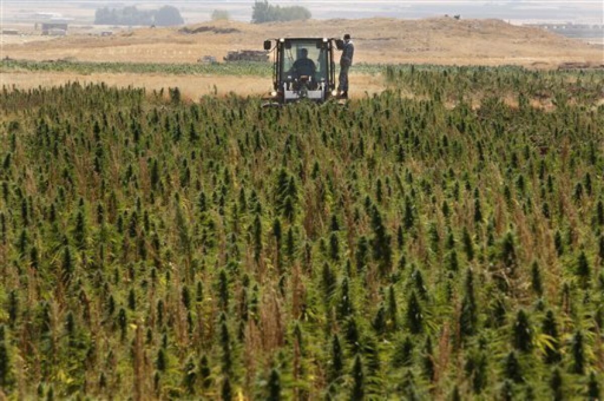 In this photo taken Thursday, Aug. 20, 2009, a bulldozer from the Lebanese anti-drugs unit destroys cannabis plants in the town of Bouday near the northeastern Bekaa Valley region of Baalbek, Lebanon. Hundreds of policemen supported by Lebanese soldiers began a major campaign to destroy about 15,000 dunams (3,705 acres) of land planted with cannabis in the predominantly Shiite Muslim northeastern Bekaa Valley region of Baalbek and Hermel. Lebanon's drug-producing heartland is back in business with a resurgence of marijuana and poppy fields, challenging the country's underpowered security forces and adding another dimension to Israel's war with Hezbollah militants.(AP Photo/Hussein Malla)