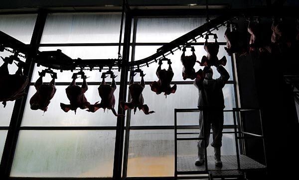 A worker hangs turkeys at a processing plant in La Calera, south of Santiago. Chilean authorities have detected the H1N1 swine flu virus in turkeys. The Health Ministry said it had ordered a quarantine Friday at two turkey farms outside the port city of Valparaiso after genetic tests confirmed sick birds were afflicted with the same virus that has caused a pandemic among humans.