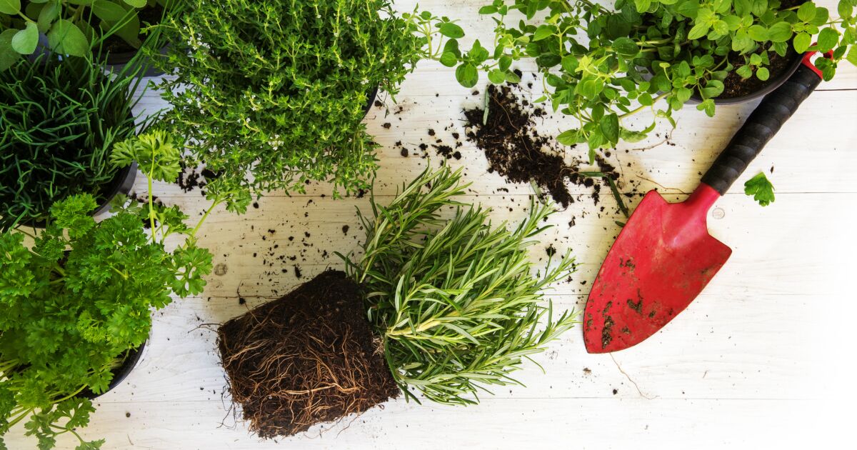 December gardening and some present concepts for the inexperienced thumbs in your checklist December gardening and a few gift ideas for the green thumbs on your list