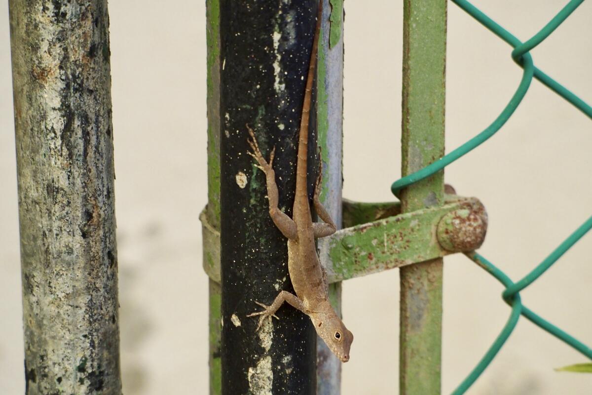An Anolis cristatellus lizard stands on a gate in Rincon, Puerto Rico.