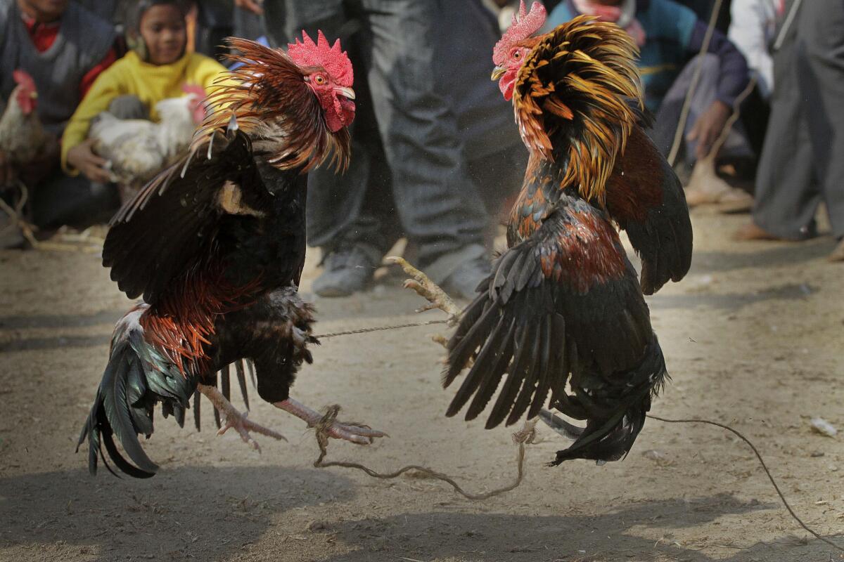A cock fight during a festival in Jagiroad, India.