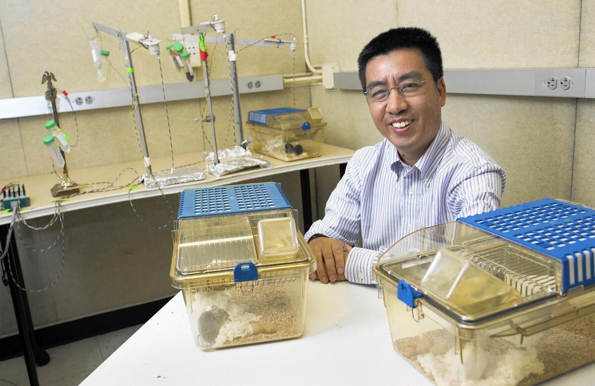 UC Irvine pharmacology professor Qun-Yong Zhou is pictured in August with mice used in a study of why some animals sleep at night and others sleep during the day.