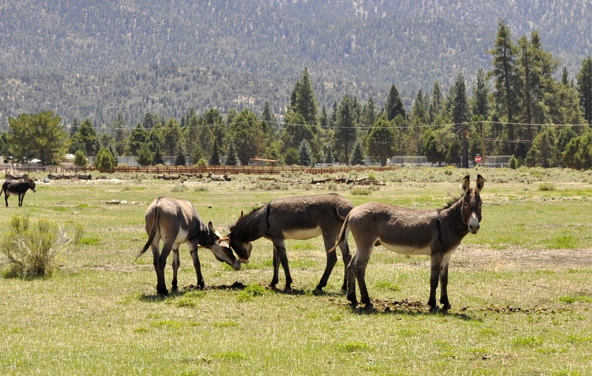 Wild burros at Shay Creek meadows in eastern Big Bear Valley.