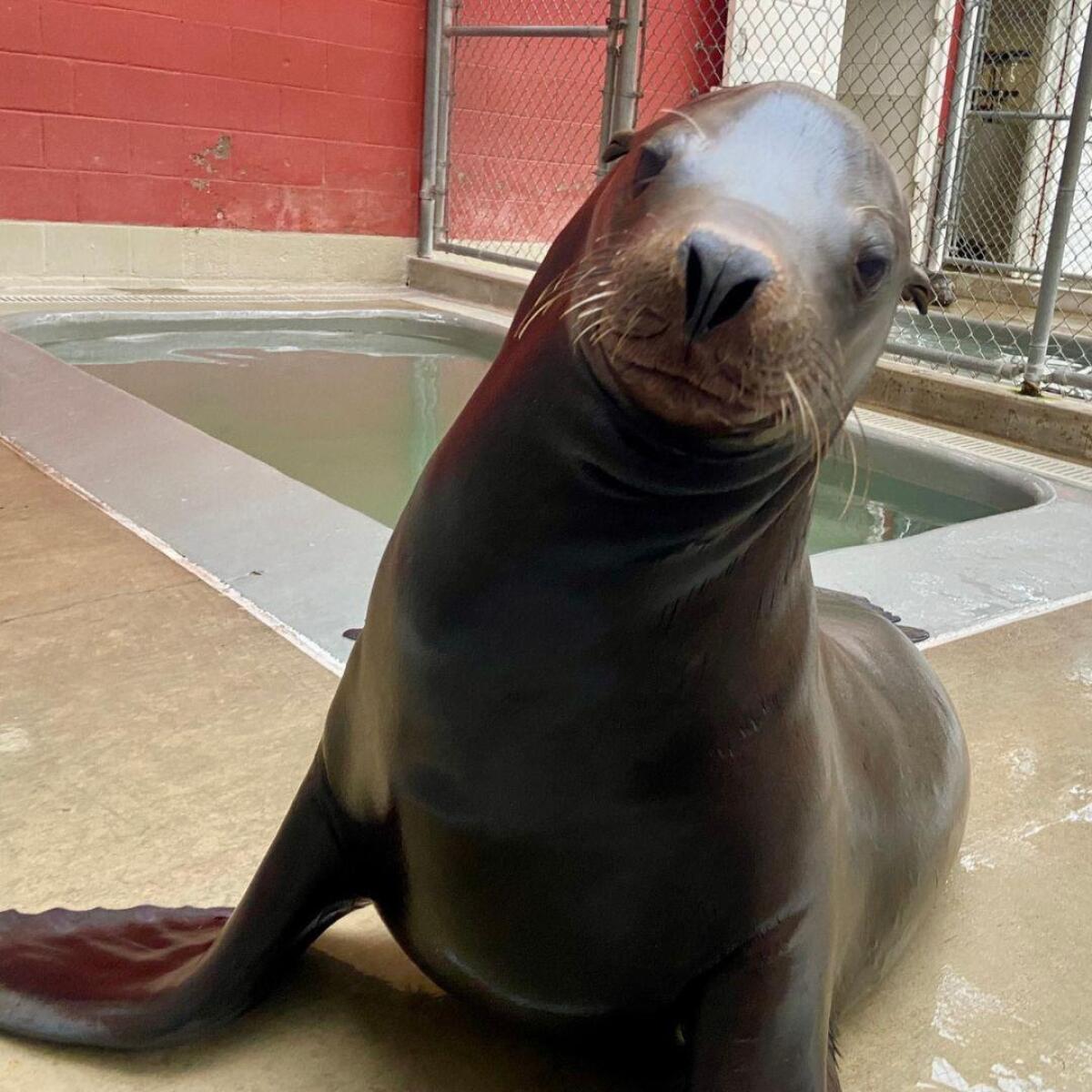 A sea lion in the care of the Pacific Marine Mammal Center.