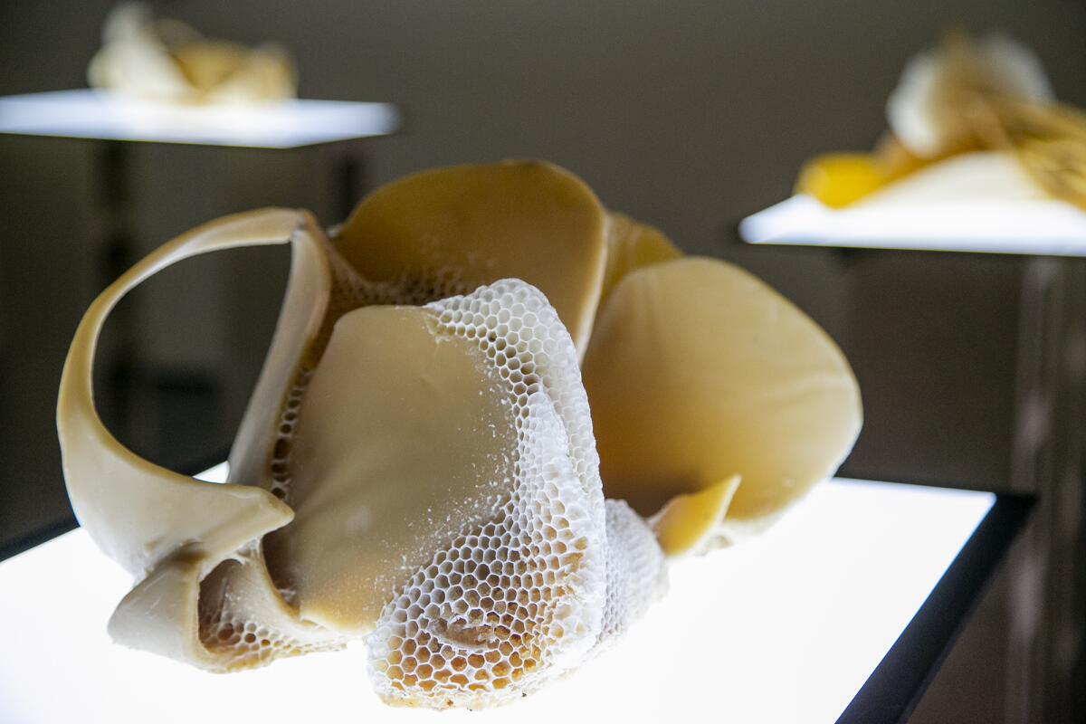 A beeswax sculpture formed by active bee colonies in Santa Ana. 