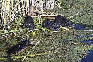 A remote camera image from 2018 shows nutria in Merced County, Calif.