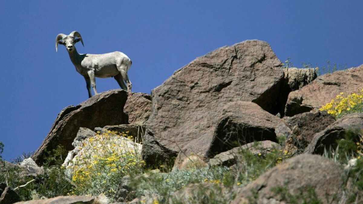A bighorn sheep stands on a rock formation