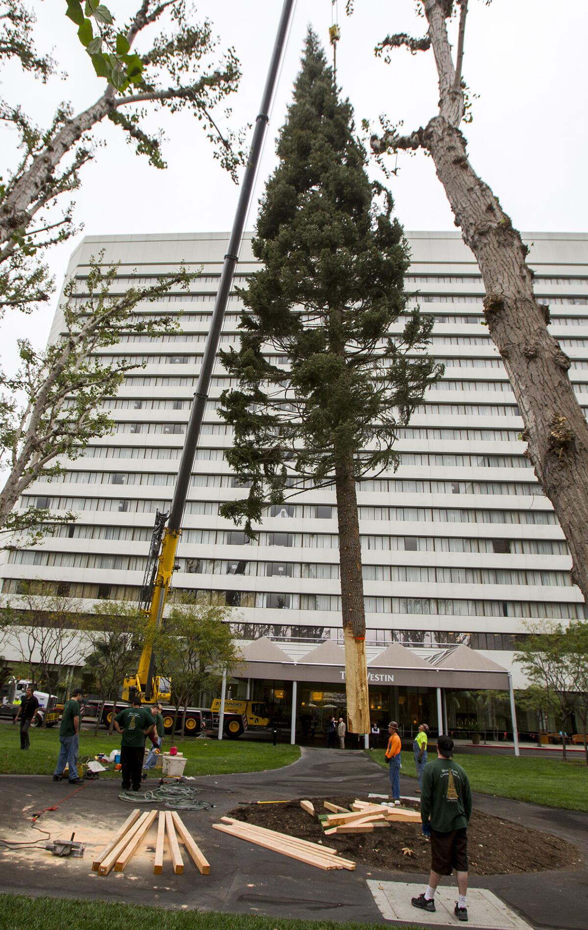 96-Foot Christmas Tree Makes Its Way To South Coast Plaza - CBS Los Angeles