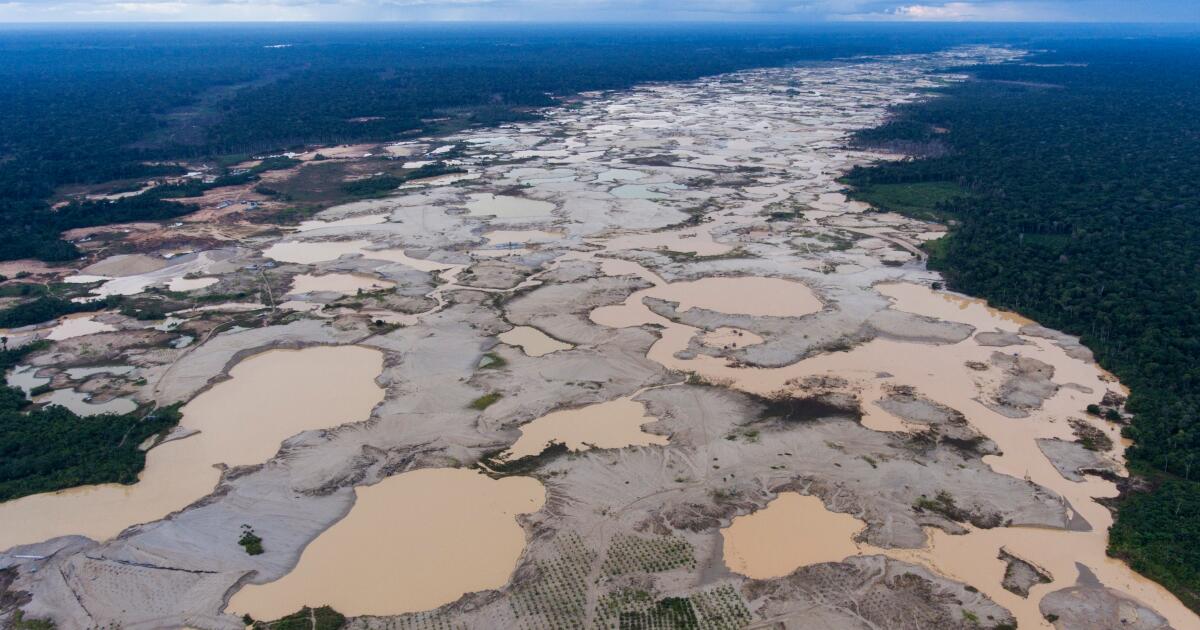 La déforestation mondiale devrait diminuer considérablement d’ici 2025 après avoir atteint un niveau record.