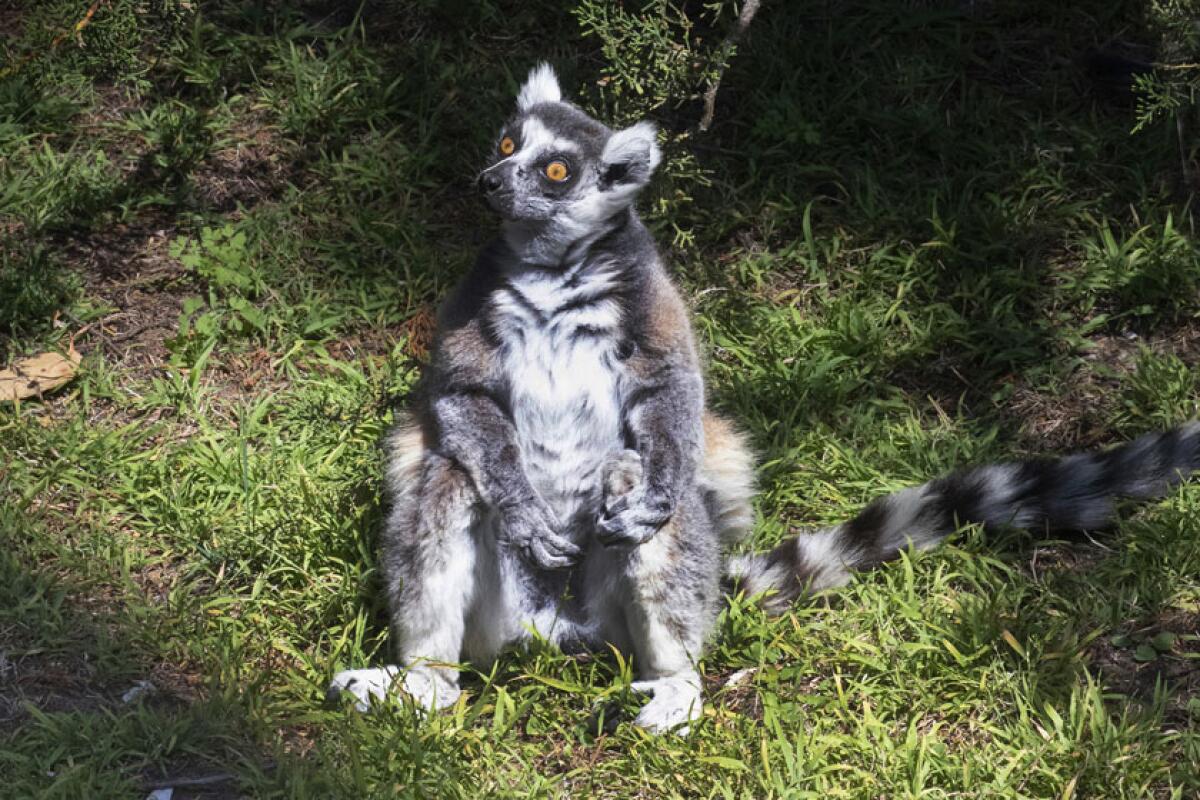 A lemur surrounded by greenery