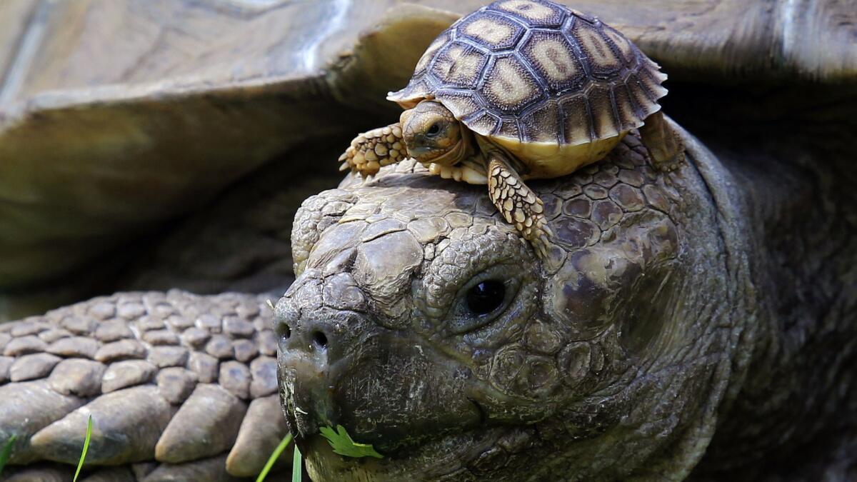 You may not be thinking of flying to Guadalajara just to see the five newborn African spurred tortoises, one of which is atop a male turtle, at the city's zoo, but a $171 round-trip fare to the city in Mexico's Jalisco state puts it within reach.