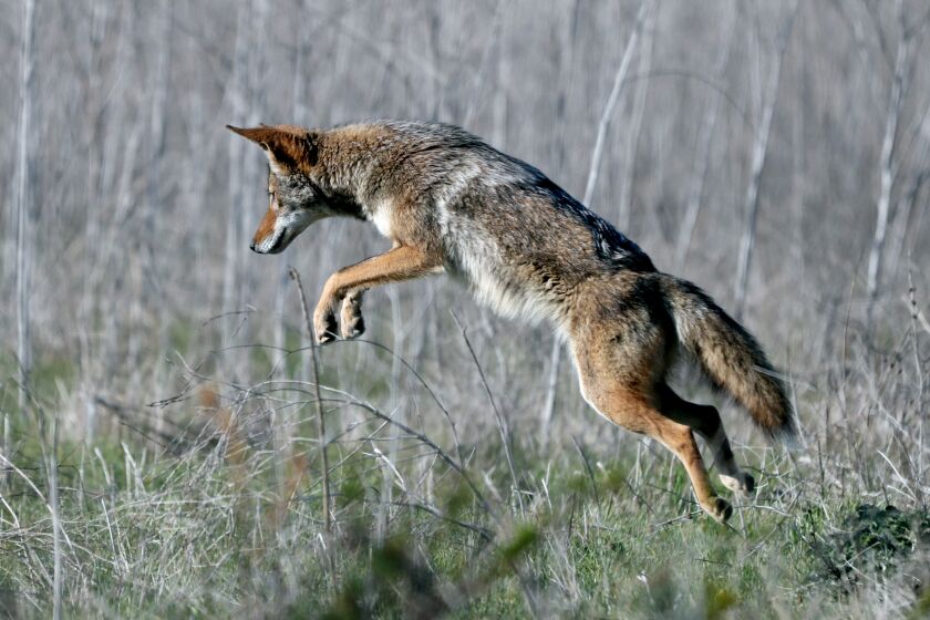 A coyote jumps into the air as it hunts small rodents on the fields at Fairview Park in Costa Mesa on Thursday, March 4, 2021.