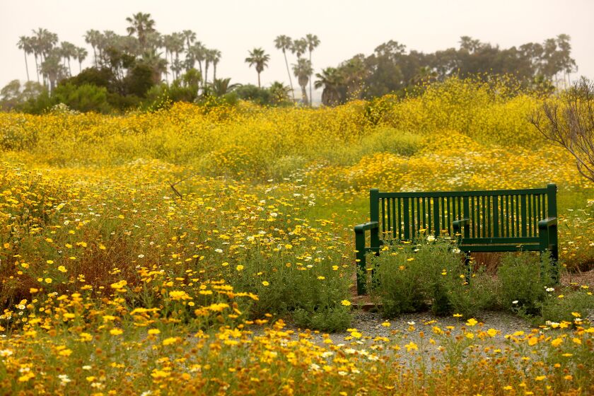 MARINA DEL REY, CA - MAY 22, 2023 - An empty bench rests among a super bloom inside the Ballona Wetlands Ecological Reserve in Marina Del Rey on May 22, 2023. In a recent development, a judge has reversed approvals for a state restoration plan to bulldoze and reshape vast areas of the sensitive habitat Ballona Wetlands. Environmentalists with Protect Ballona Wetlands were pleased with the Superior Court rulings finding the State of California had failed to properly protect wildlife species in its plan to dramatically reshape the nature preserve. (Genaro Molina / Los Angeles Times)