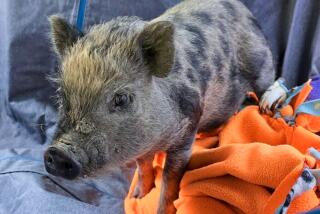 Pickles the piglet, escaped from a car after being picked up by their new owner Mattie Scariot.