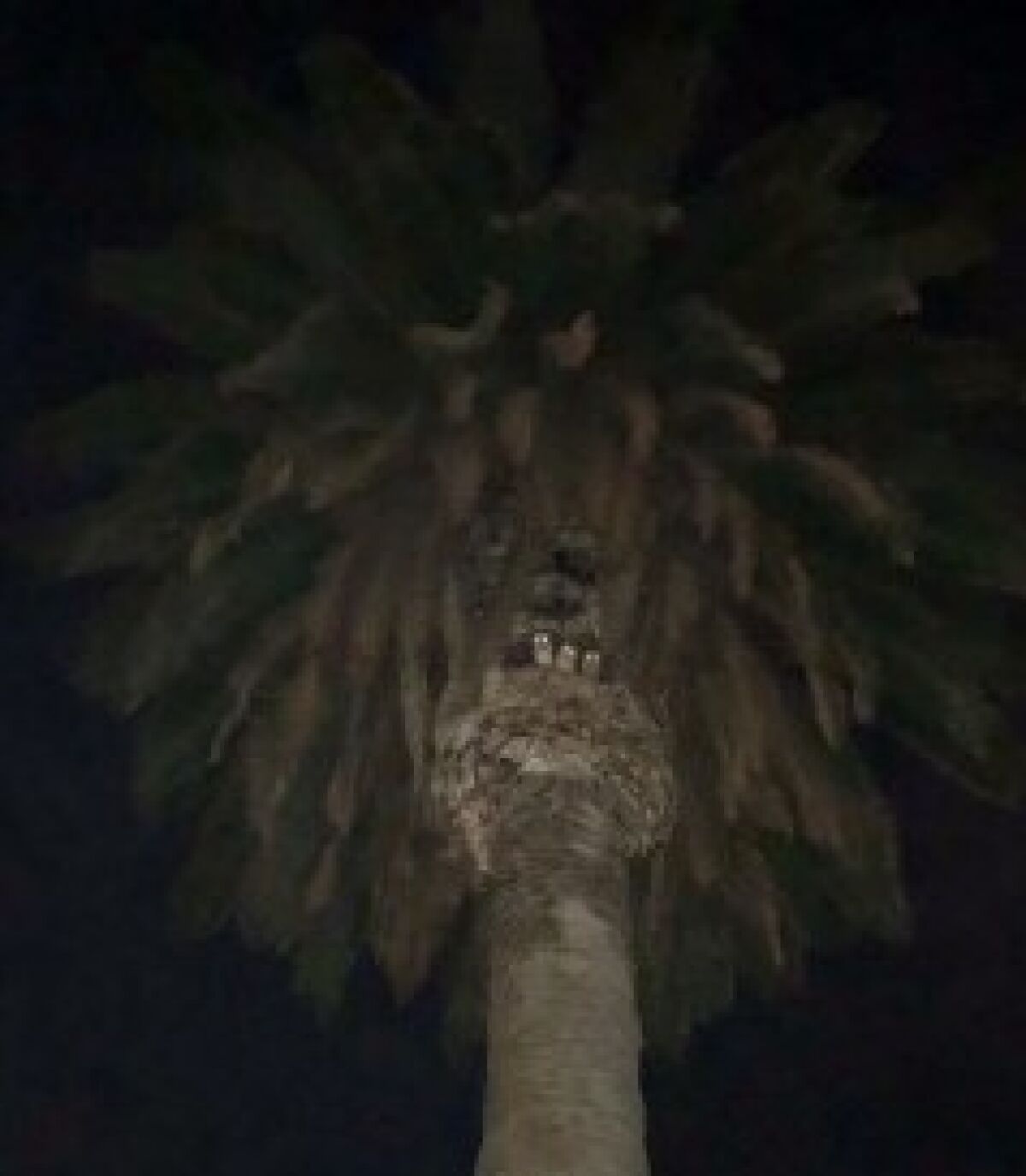 Three tiny barn owls were spotted in a tree on the La Jolla Recreation Center grounds.