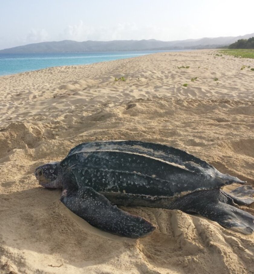 A rare daytime sighting of a nesting leatherback turtle. Leatherbacks forage in California waters during late summer and fall, and are now undertaking their migration from nesting beaches in Indonesia.