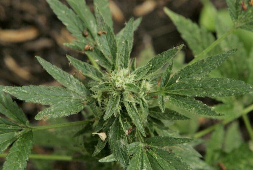Detail view of a budding marijuana plant