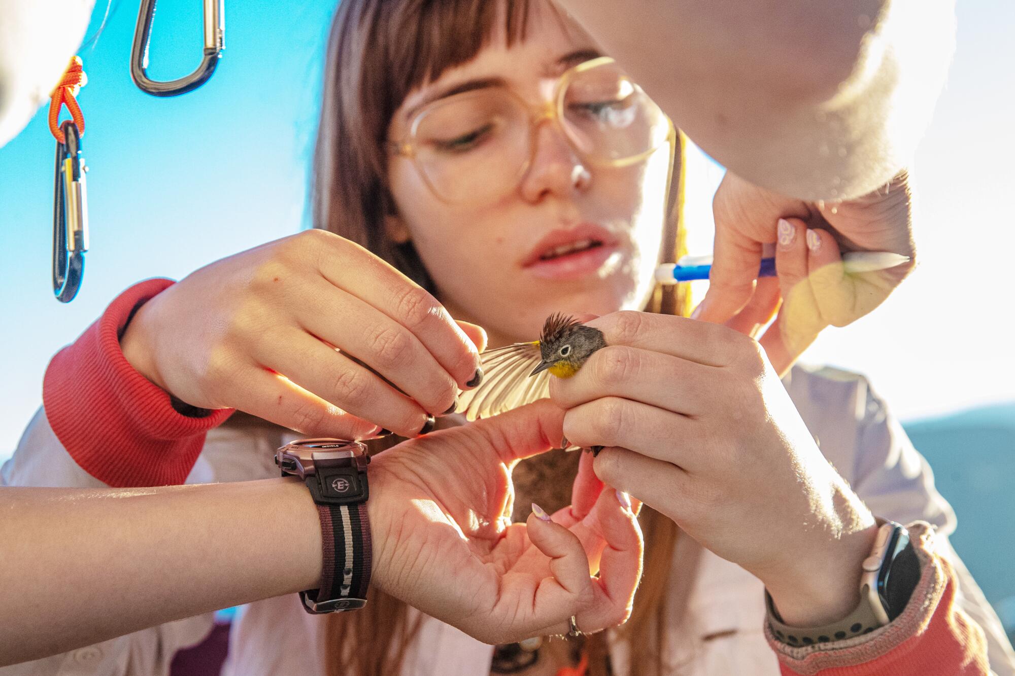 A woman examines a bird