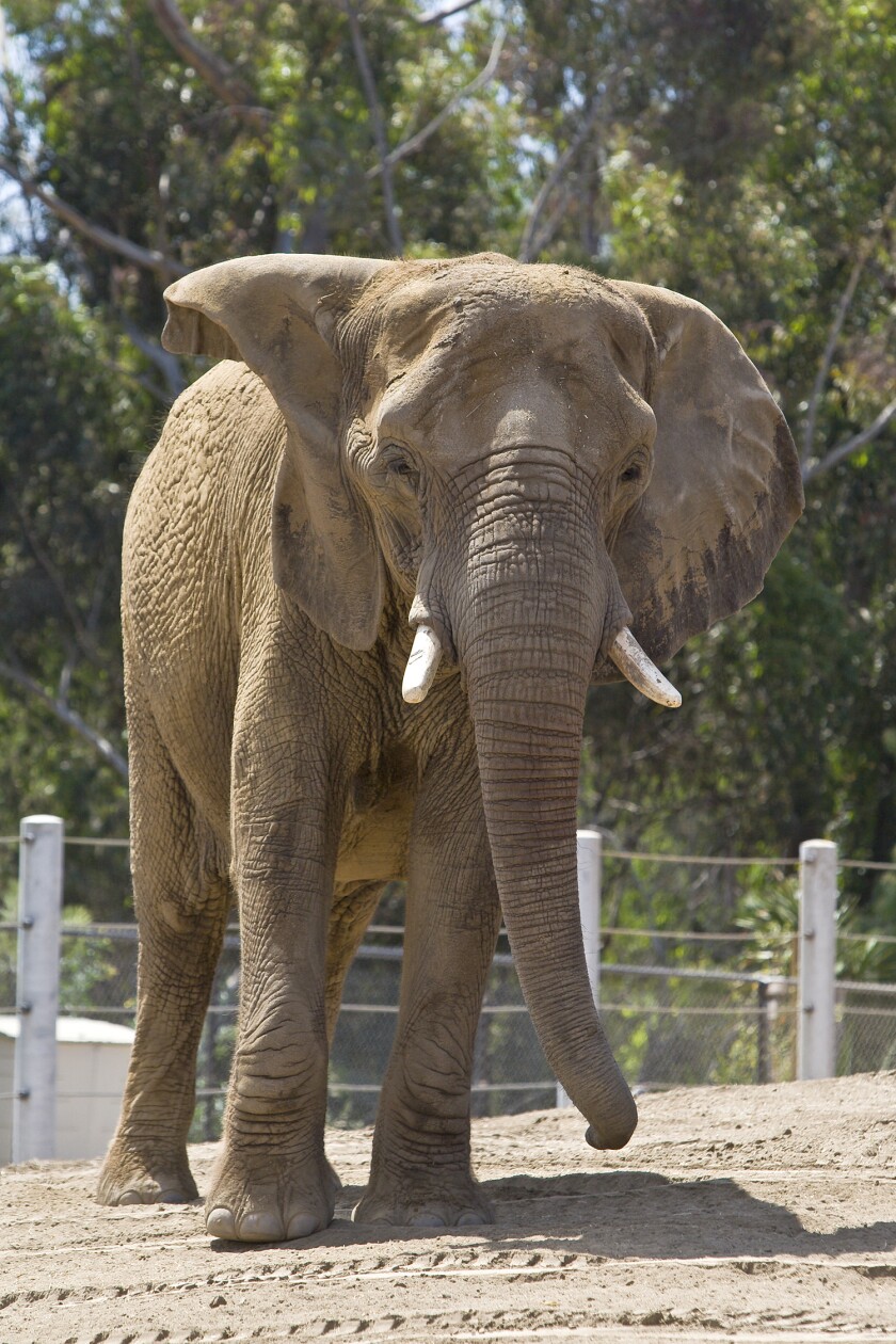 The Elephant In The Room Are Zoos Suitable Homes For The World S Largest Land Mammals The San Diego Union Tribune