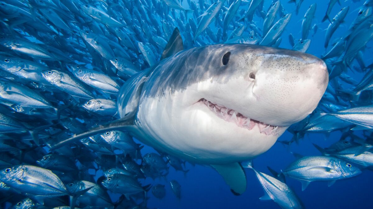 A great white shark is surrounded by a school of bigeye trevally. A new study says that the rate of shark attacks in California is declining, not rising.