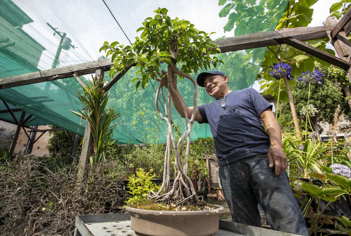 LOS ANGELES, CA-JULY 31, 2023: Oaxacon born Miguel Hernandez, the resident bonsai artist at the historic Yamaguchi Bonsai Nursery in Los Angeles, is photographed next to a ficus tree that he turned into a bonsai tree. (Mel Melcon / Los Angeles Times)