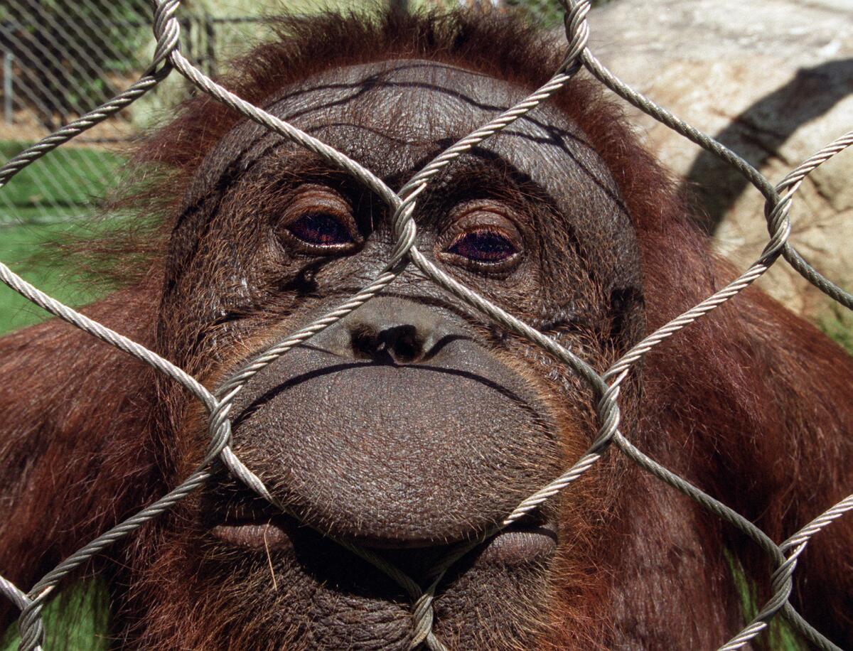Police say a man was scratched after climbing into the orangutan enclosure at the Fresno Chaffee Zoo. The orangutan pictured here is from the L.A. Zoo.