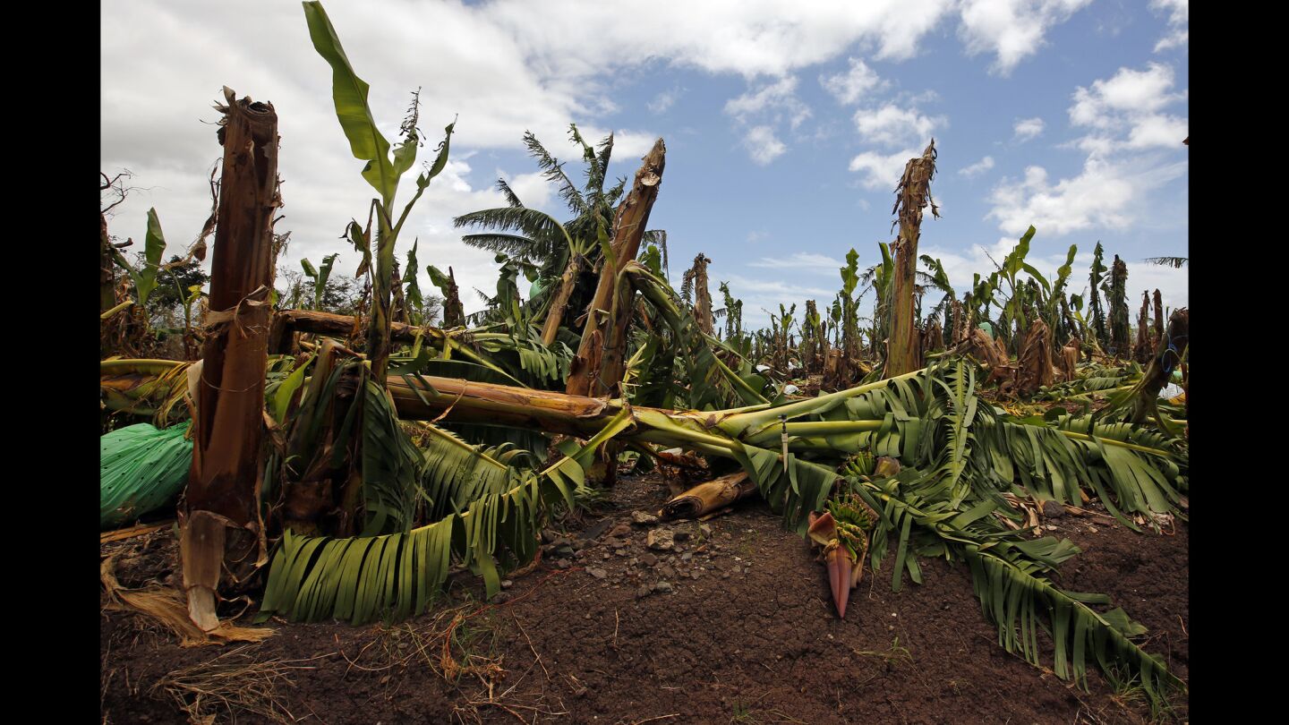 Hurricane Maria ruined the banana crop in Lajas, a farming community in Puerto Rico's southwest.