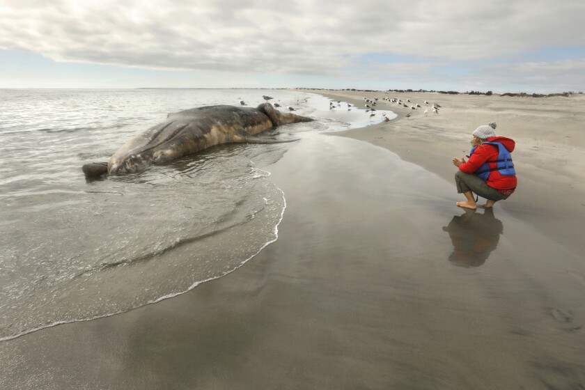 A dead gray whale washes ashore in San Ignacio Lagoon in Baja California Sur on March 11, 2020.
