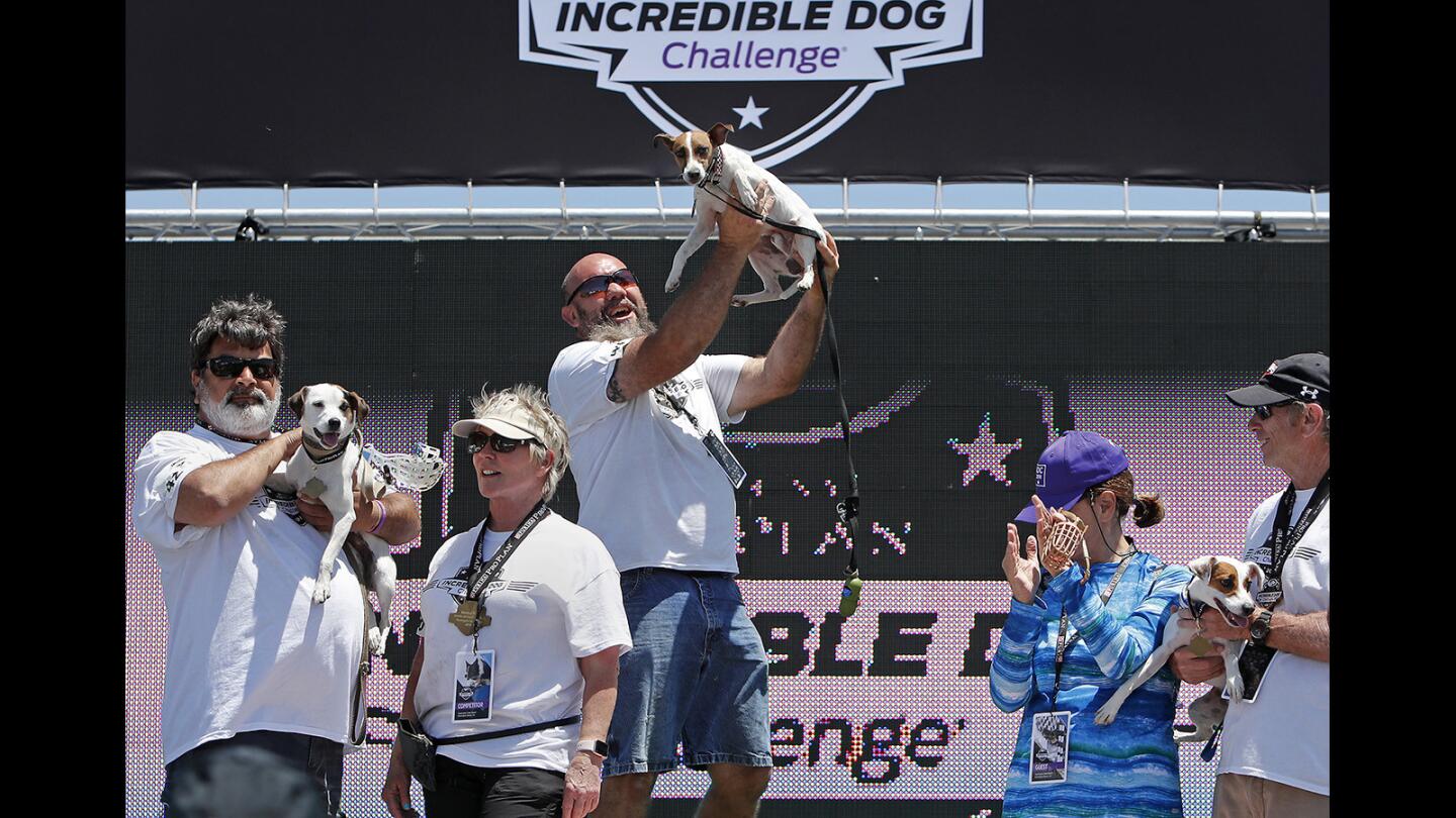 Owner Travis Hallman of Florida holds up first place winner King, a 2-year-old, in the Jack Russell hurdle racing competition during the Purina Pro Plan Incredible Dog Challenge at Huntington State Beach on Saturday, June 9.