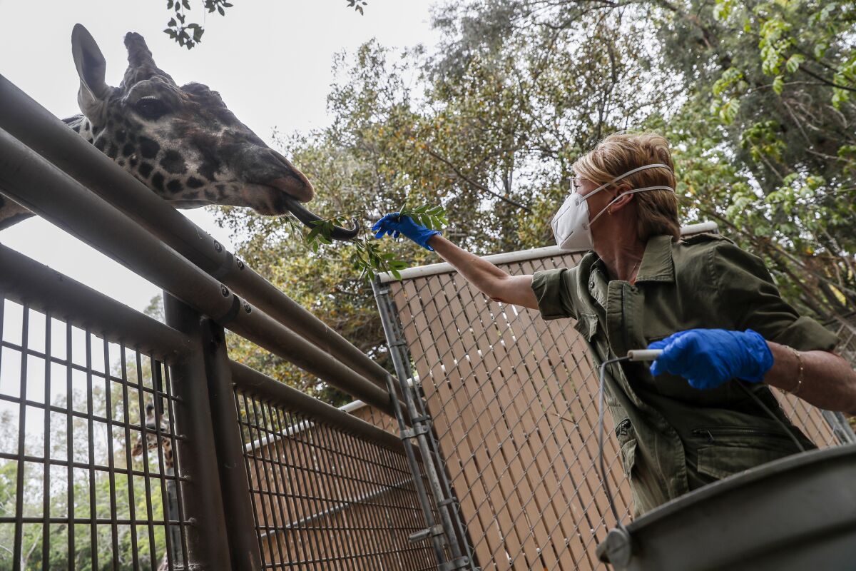 A woman in a mask and gloves holds a bucket while feeding a giraffe that's bending its head over a fence.