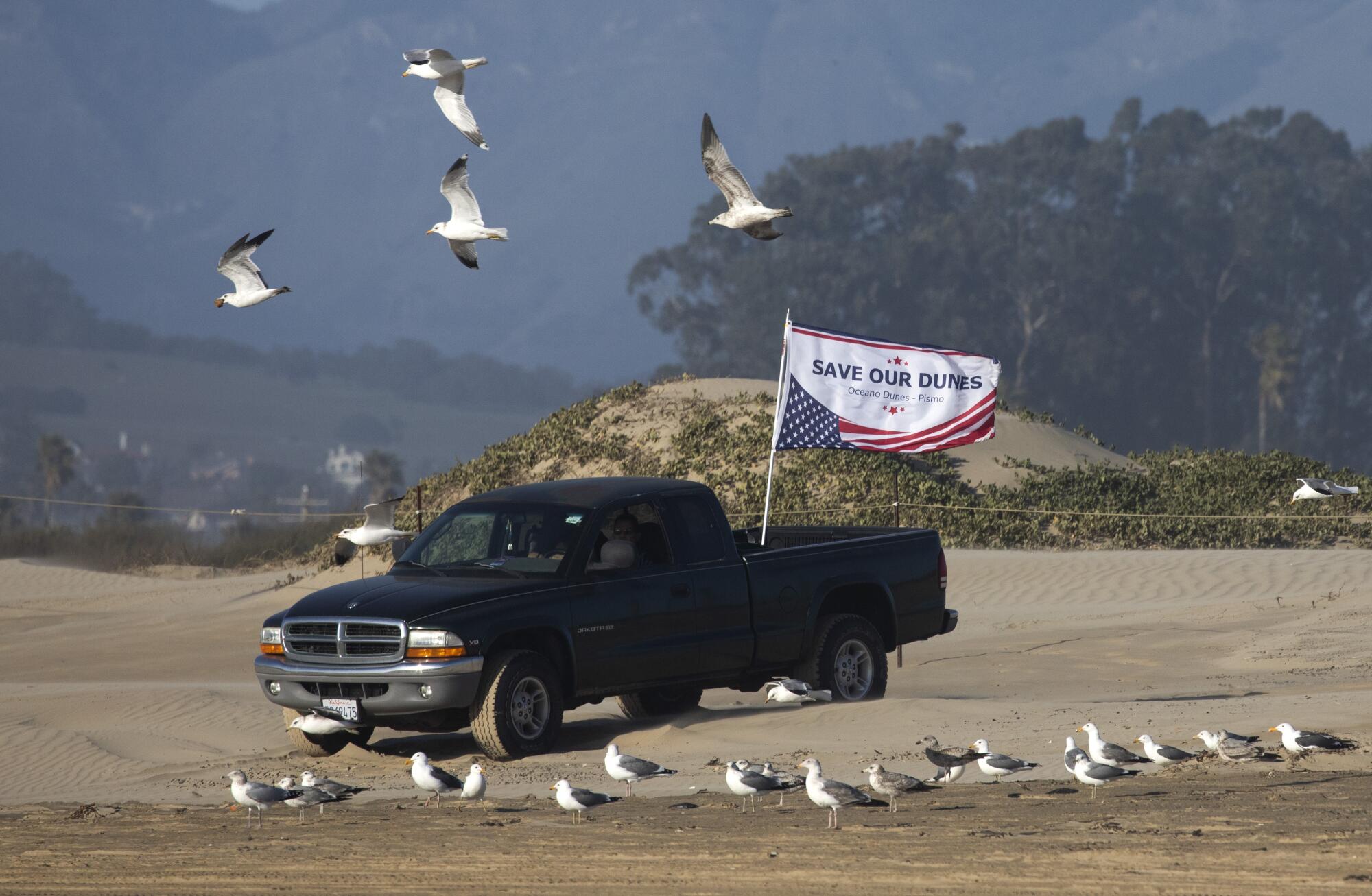 A truck sporting a "save our dunes" flag amid a flock of seagulls on the beach