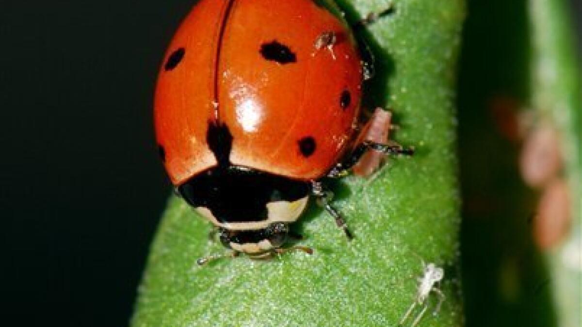 Spotting rare, native ladybugs  Friends of the Mississippi River