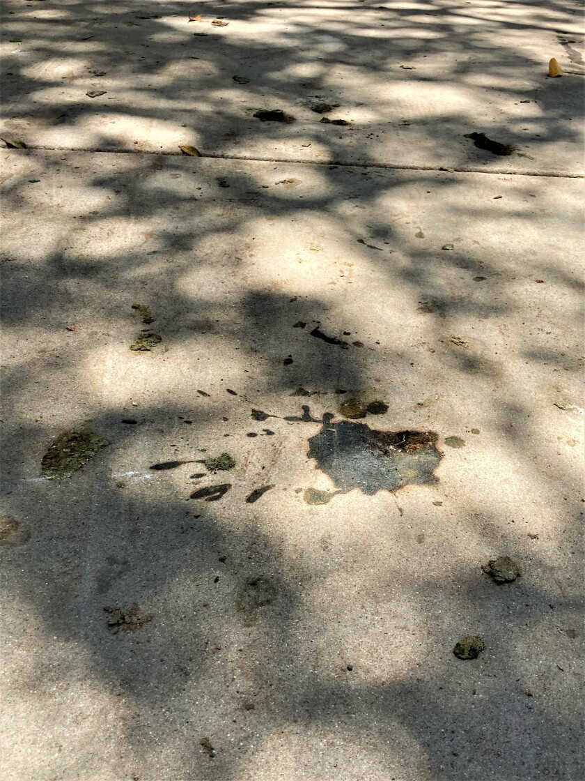 A sidewalk at TeWinkle Park is covered with remains of droppings from a multitude of birds that live there.