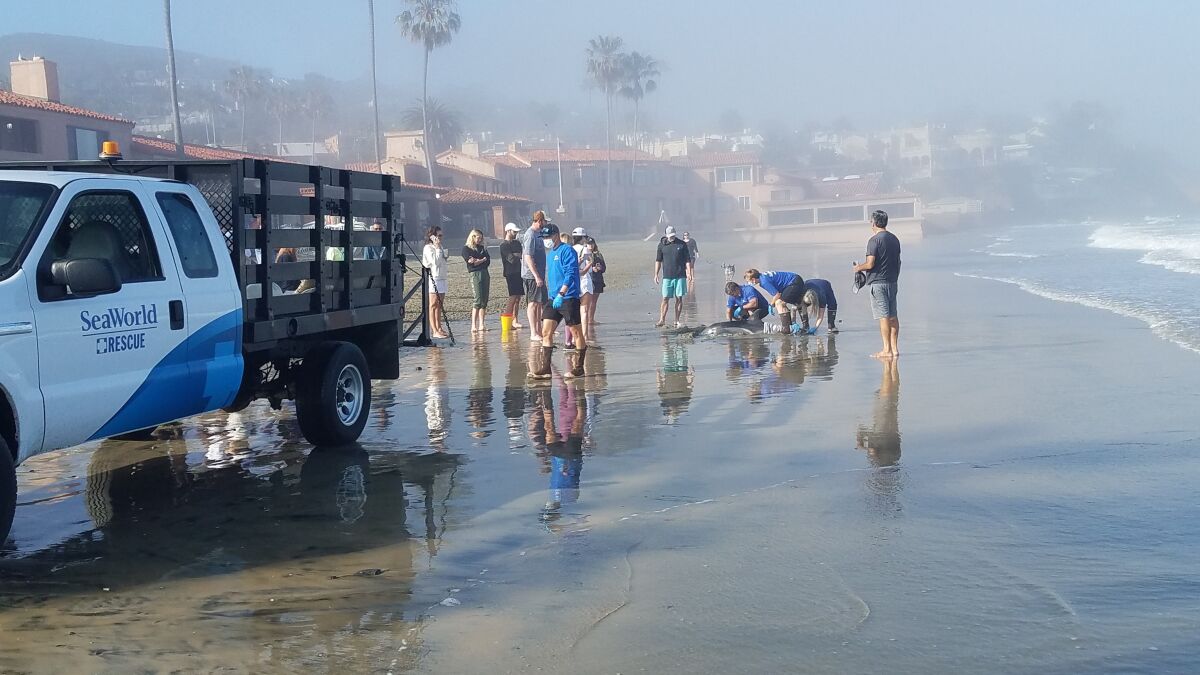 A beached dolphin found May 15 at La Jolla Shores was taken to the SeaWorld Rescue Center but later died.