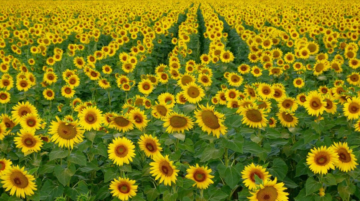 Del Dickson of National City, Calif., shot this field of sunflowers while on vacation last year in France's Dordogne River Valley.