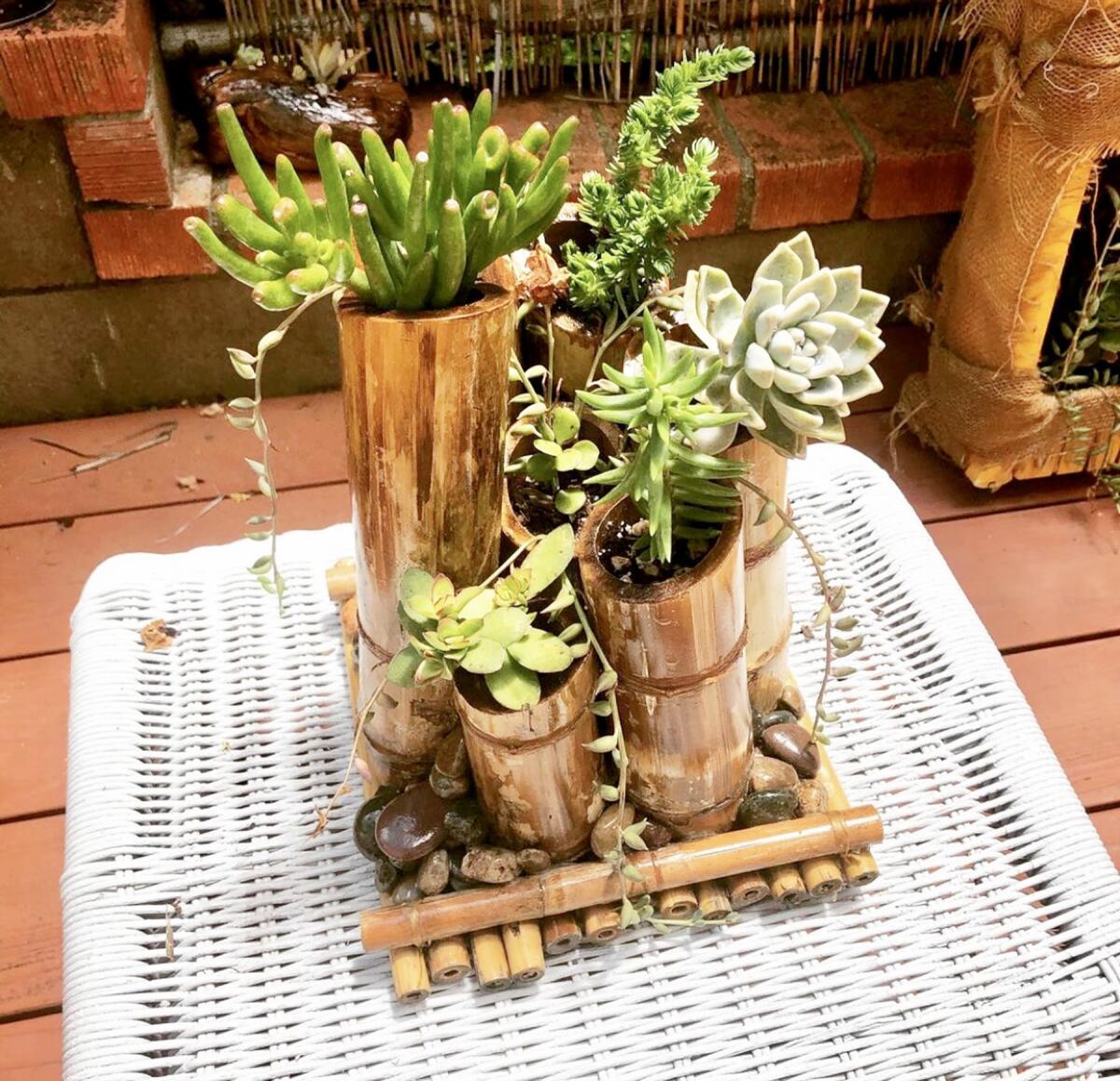 Bamboo succulent fixture made by Sean Collins.
