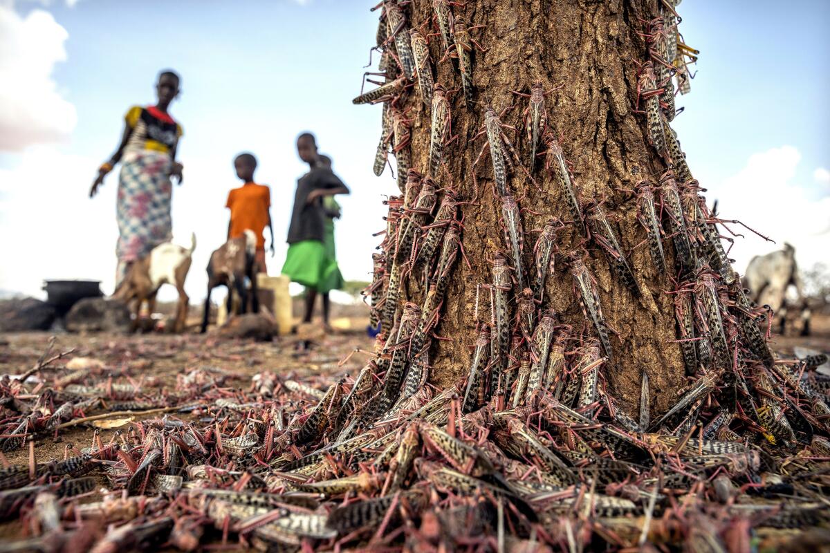 Desert loldoocusts swarm over a tree in Kipsing, near Oldonyiro, Kenya, on March 31. A second, larger wave of the voracious insects is arriving.