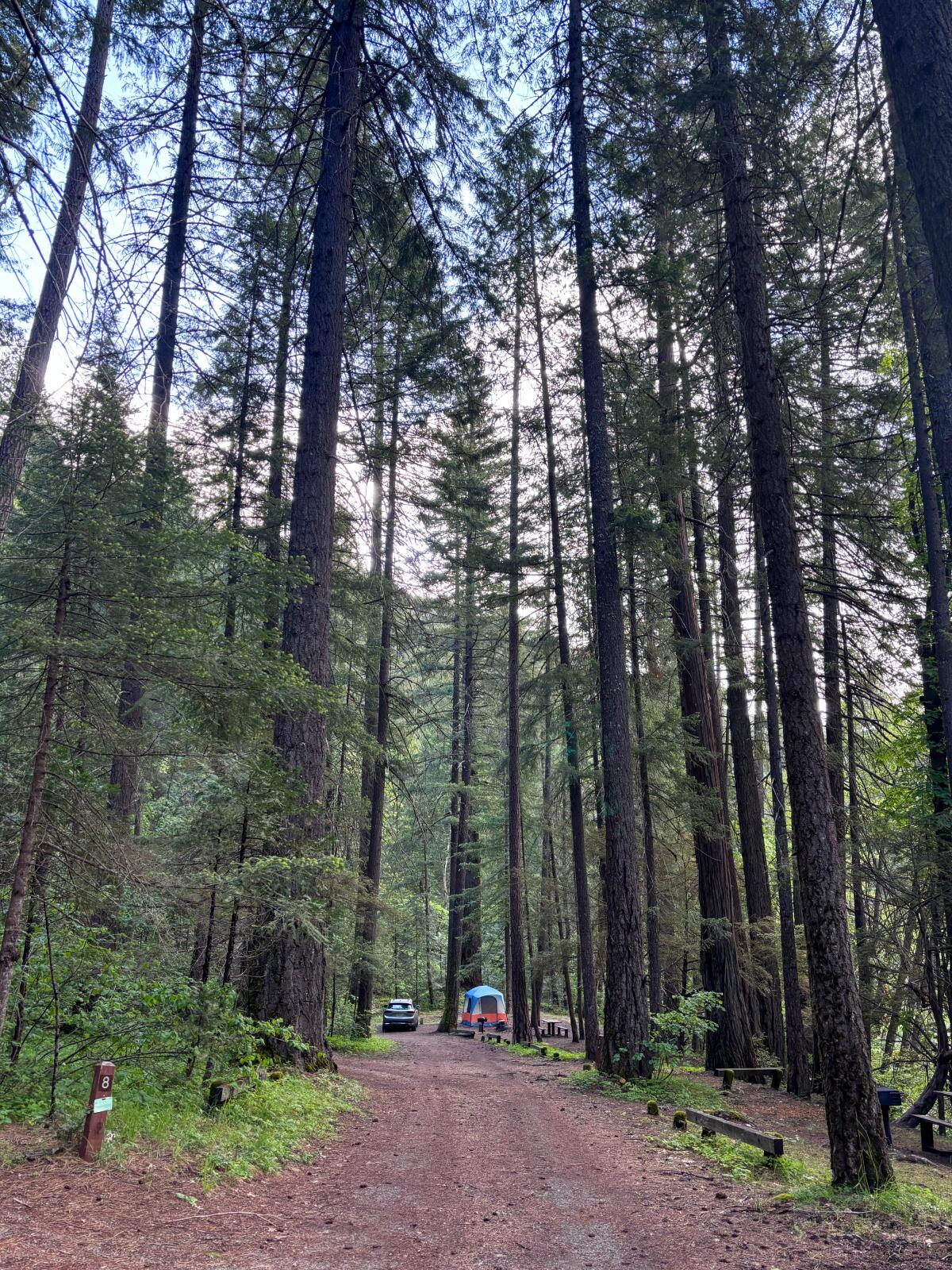 A dirt road with high trees on each side that leads to a couple of tents.
