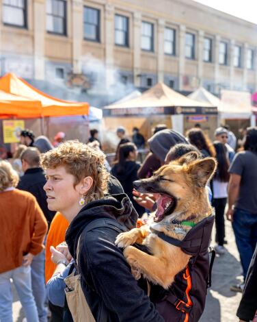 A yawning dog riding in a backpack among a crowd of people, with pop-up canopies and a building in the background